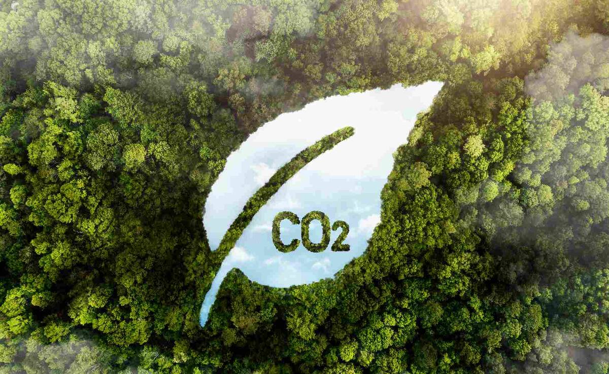 Forests as carbon sinks